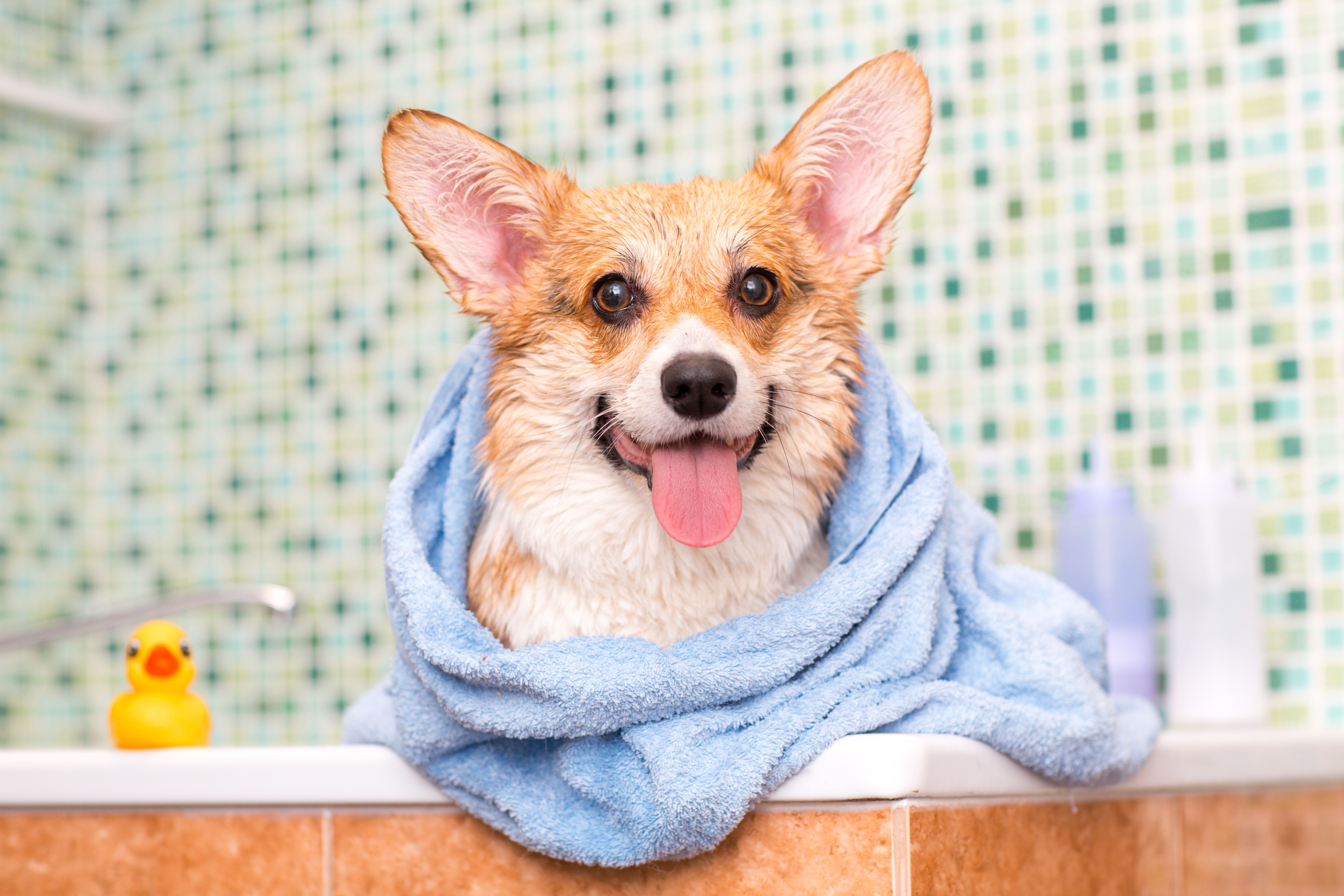 Cão fofo pronto após o banho